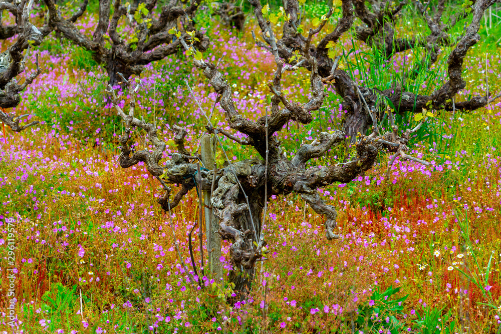 Fototapeta premium Old trunks and young green shoots of wine grape plants in rows in vineyard and spring wild flowers