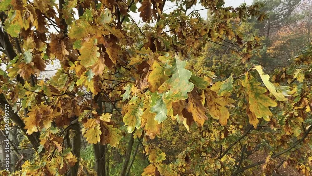 autumn forest with yellow leaves fog autumn forest with yellow leaves fog