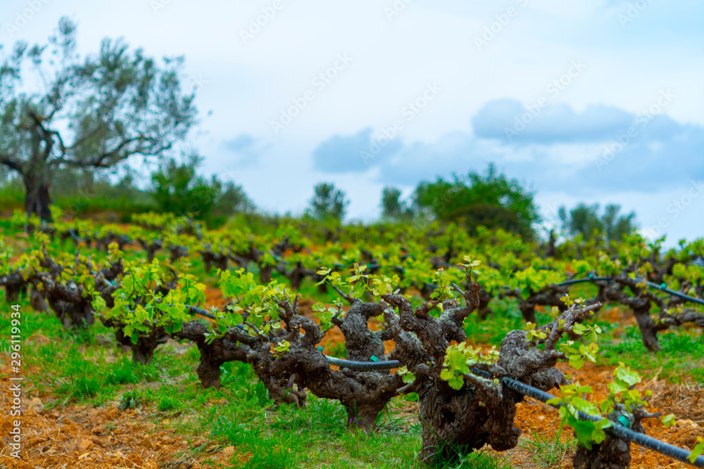 Old trunks and young green shoots of wine grape plants in rows in vineyard in spring Old trunks and young green shoots of wine grape plants in rows in vineyard in spring