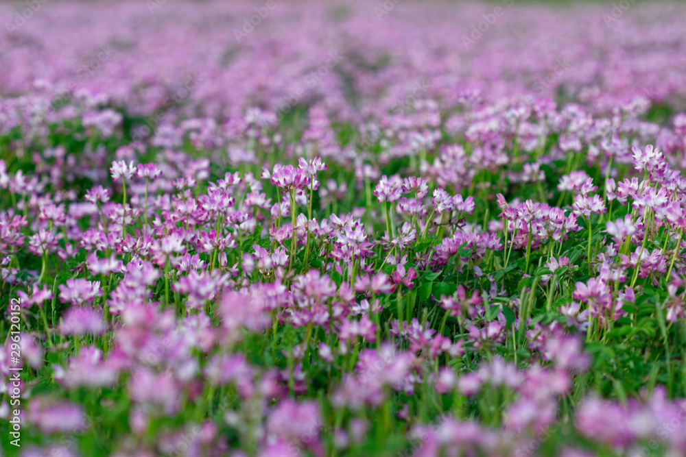 Astragalus pink flowers swarm in field