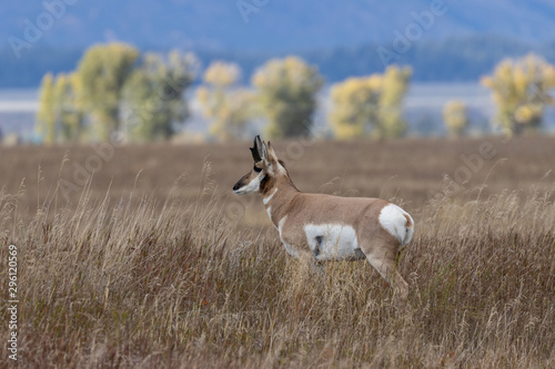 Fototapeta Naklejka Na Ścianę i Meble -  Pronghorn Antelope Buck in Autumn in Wyoming