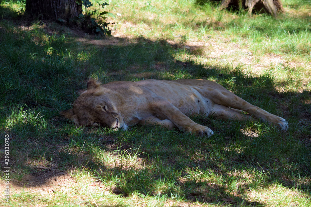 Katanga Lioness Sleeping on Grass Katanga Lioness Sleeping on Grass