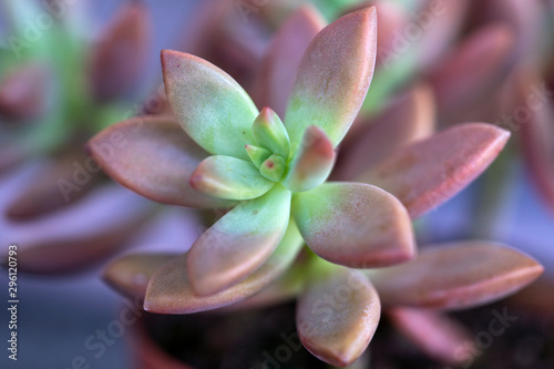 Top View of Pastel Green with pink Tipped Succulent Flower Plant