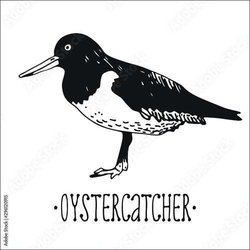 Oyster catcher vector illustration, hand drawn bird isolated on white background