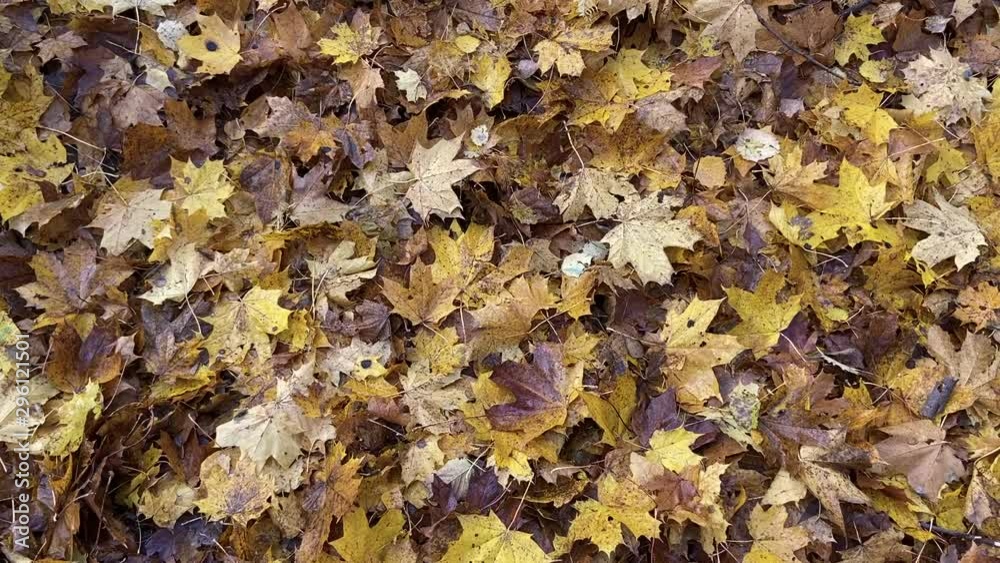 Autumn leaves on the ground Autumn leaves on the ground