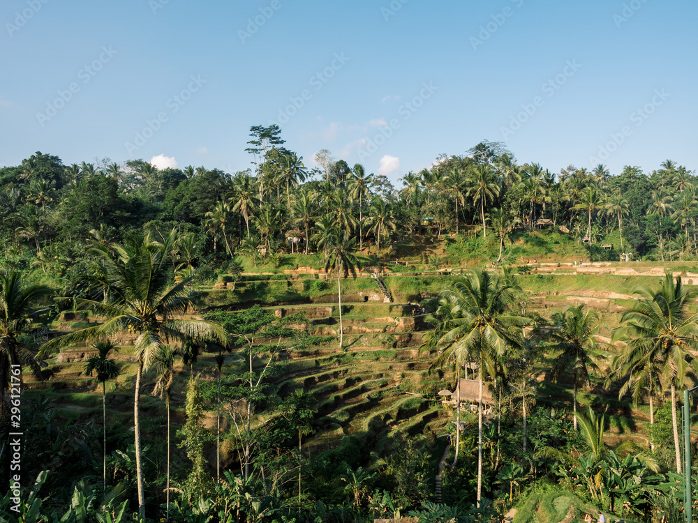 Beautiful landscape with green rice terraces near Tegallalang village, Ubud, Bali, Indonesia Beautiful landscape with green rice terraces near Tegallalang village, Ubud, Bali, Indonesia