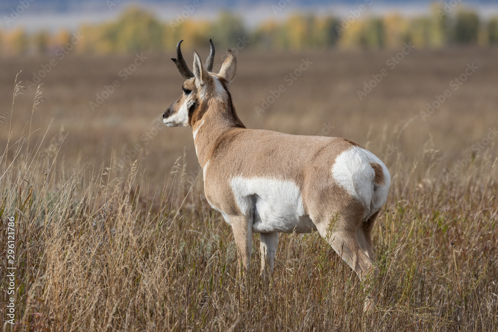 Pronghorn Antelope Buck in Autumn in Wyoming
