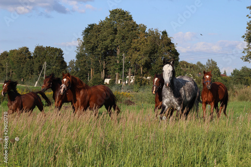 Beautiful Horses grazing in a meadow and eating grass. Beautiful gray horse grazing in a meadow. Summer day in Latvia. Stock photo © dainav