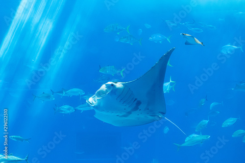 a stingray behind the glass with Marine life for background