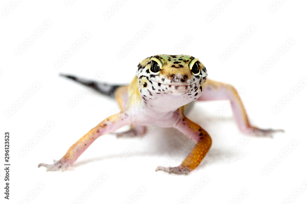 Obraz premium Leopard gecko isolated on white background