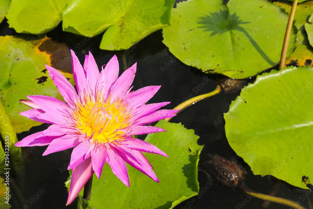 Beautiful pink lotus with leaves in pond Beautiful pink lotus with leaves in pond