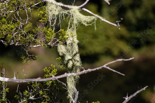 moss hanging on tree