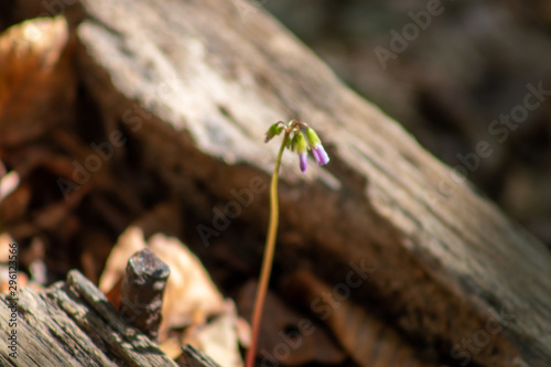 purple flower