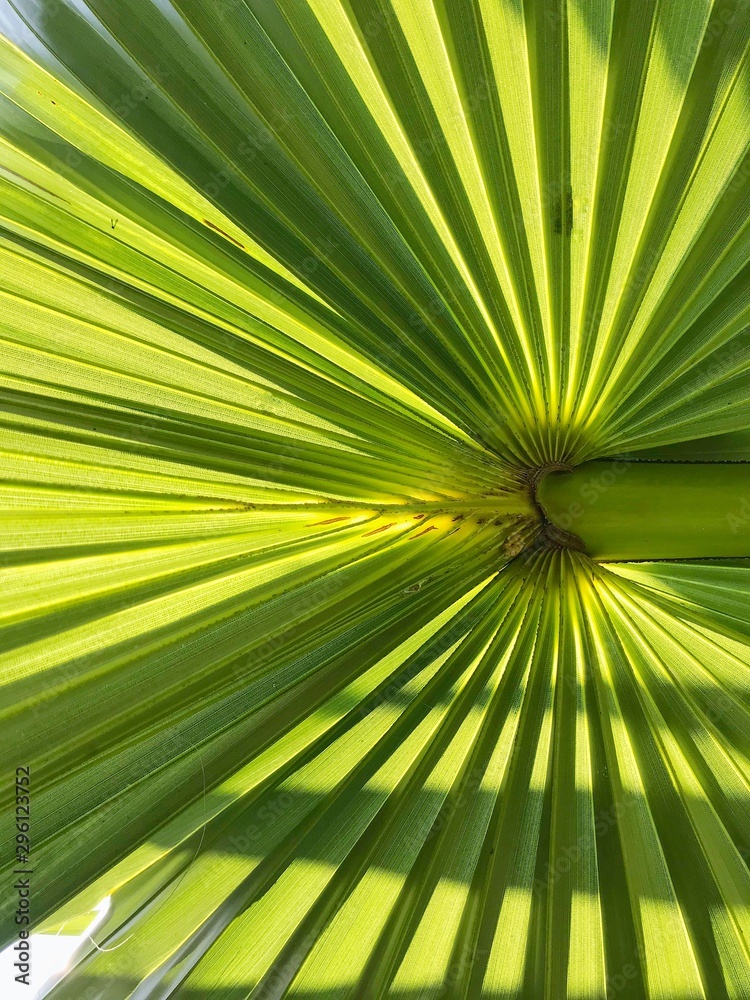 green leaf pattern texture background. green leaf pattern texture background.