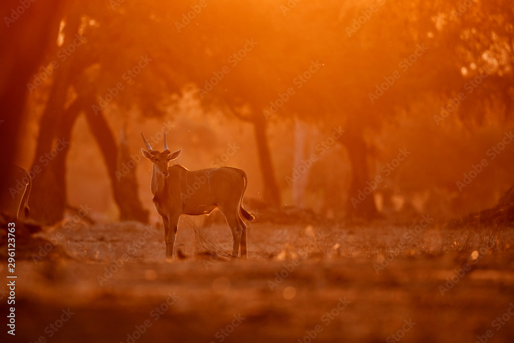 The common eland, also known as the southern eland or eland antelope with back light with sunset in Mana Pools National Park in Zimbabwe The common eland, also known as the southern eland or eland antelope with back light with sunset in Mana Pools National Park in Zimbabwe