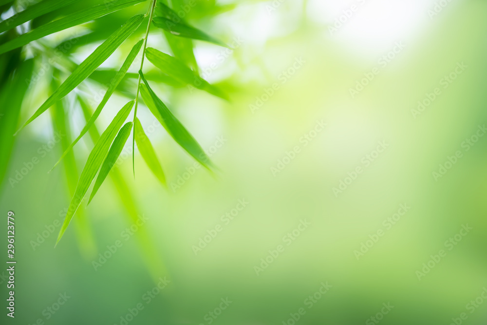 Fototapeta Bambus opuszcza, Zielony liść na zamazanym zieleni tle. Piękna liść tekstura w naturze. Naturalne tło. zbliżenie makra z wolnym miejscem na tekst.
