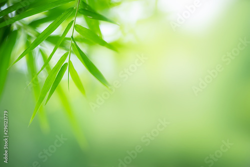 Bamboo leaves, Green leaf on blurred greenery background. Beautiful leaf texture in nature. Natural background. close-up of macro with free space for text.
