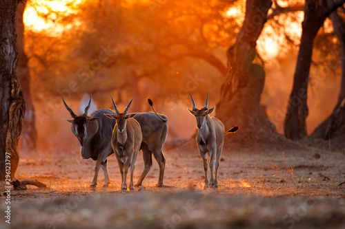 The common eland, also known as the southern eland or eland antelope with back light with sunset in Mana Pools National Park in Zimbabwe photo