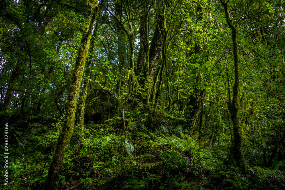 Green Forest of Sikkim