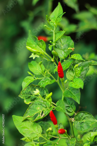 Close-up red chilli plant in garden, Spicy red hot chlili peppers with green leaves with morning light. Chilli Agriculture photo