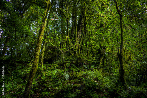 Green Forest of Sikkim © niladri