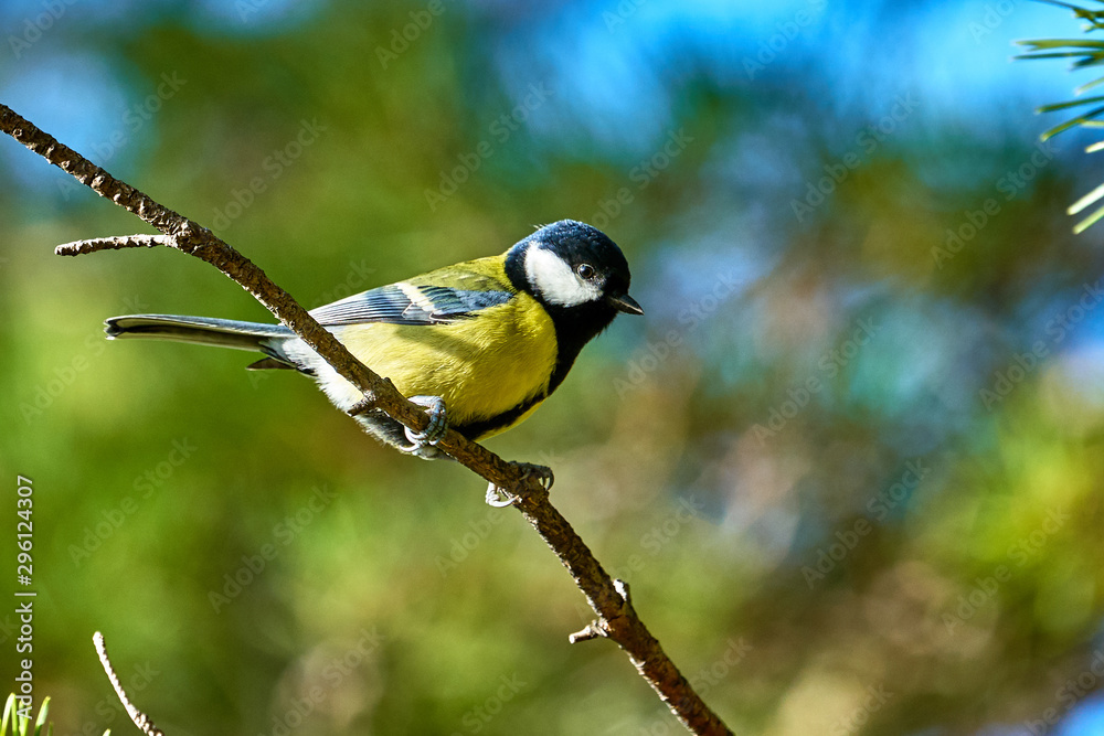 Fototapeta premium Ptak - bogatka (Parus major) siedząca na gałęzi sosny. Zbliżenie.