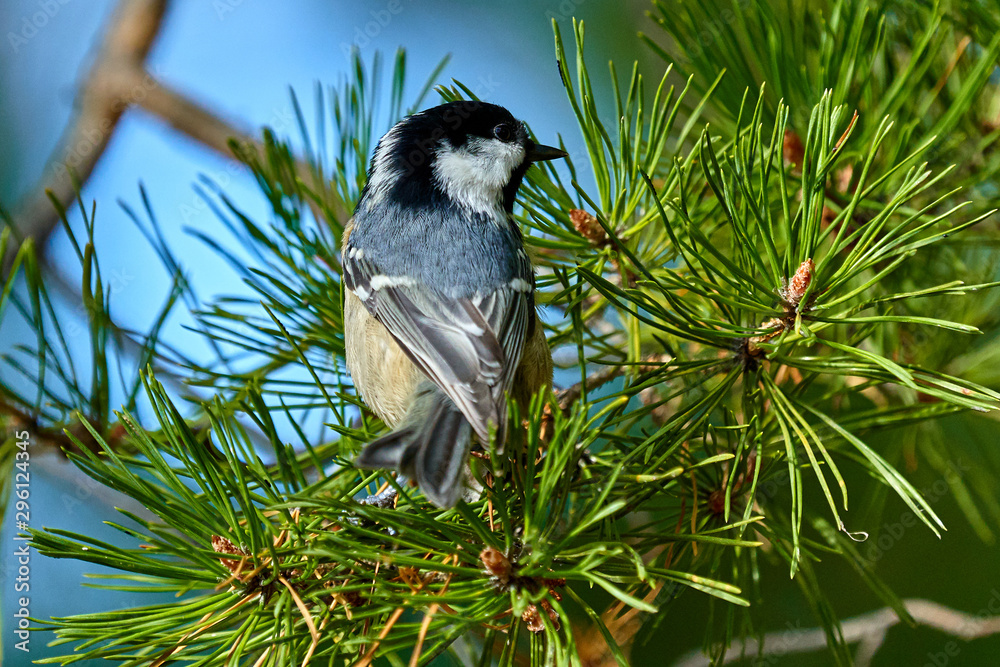 Obraz premium A bird - Coal Tit ( Periparus ater ) sitting on a pine branch. Close-up.