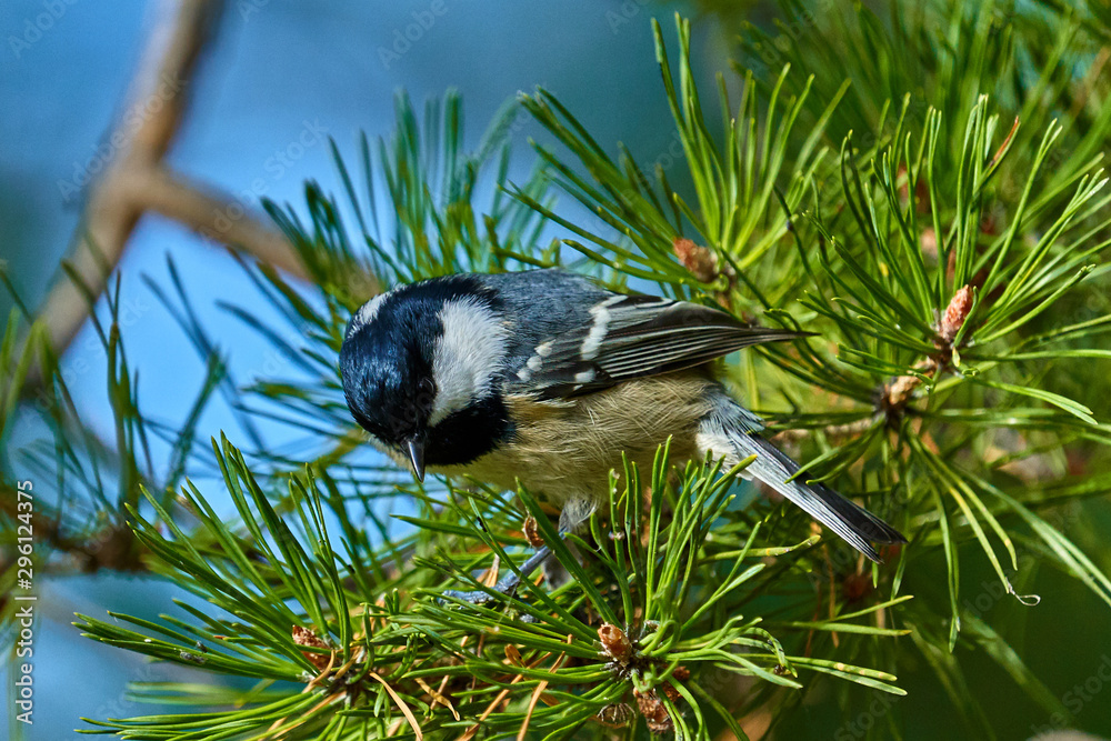Obraz premium A bird - Coal Tit ( Periparus ater ) sitting on a pine branch. Close-up.