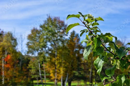 Branch of an apple tree in the foreground with fall colors in the background