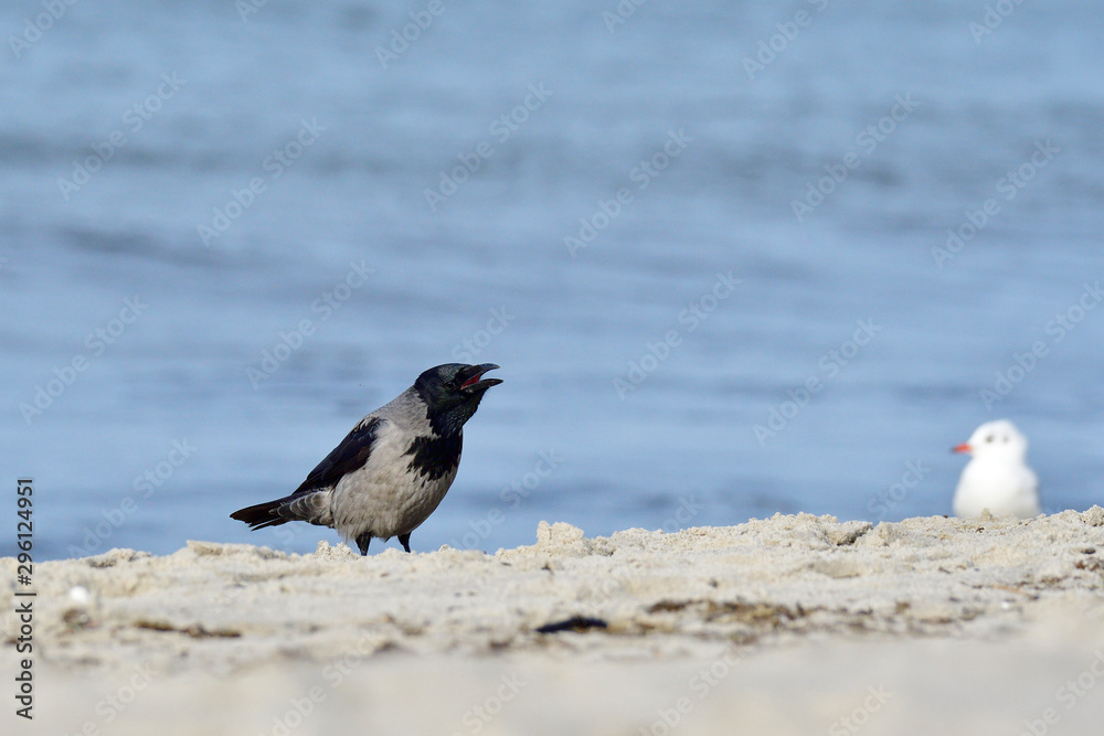 Nebelkrähe bei der Futtersuche an der Ostsee Nebelkrähe bei der Futtersuche an der Ostsee