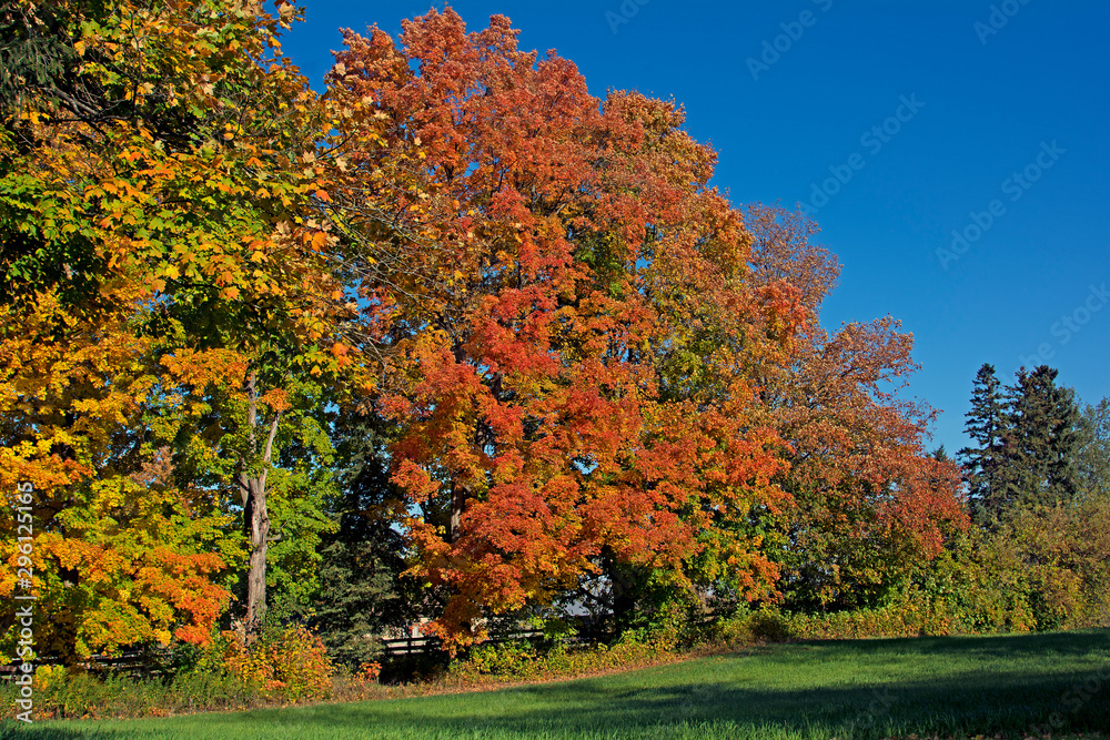 Naklejka premium Beautiful maple trees in fall in the country