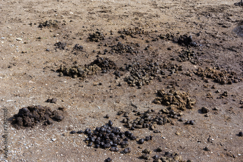Several piles of horse manure on ground