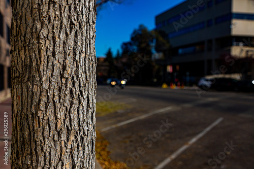 tree trunk with lights on street