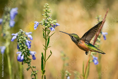 Broad-tailed hummingbird - Flight