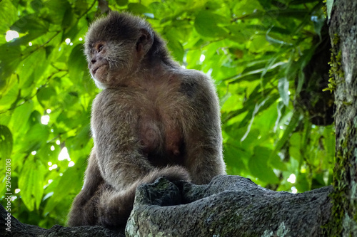 Photography Adult female capuchin monkey posing in profile on the branch of a tree