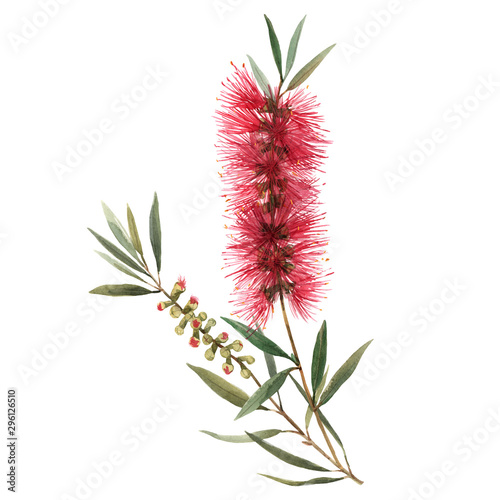 Watercolor australian callistemon illustration photo