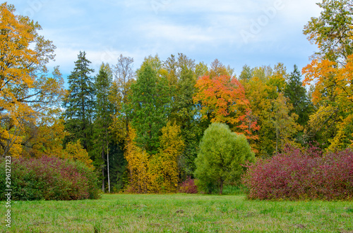 Meadow and autumn forest, painted in beautiful colors against the blue sky and clouds