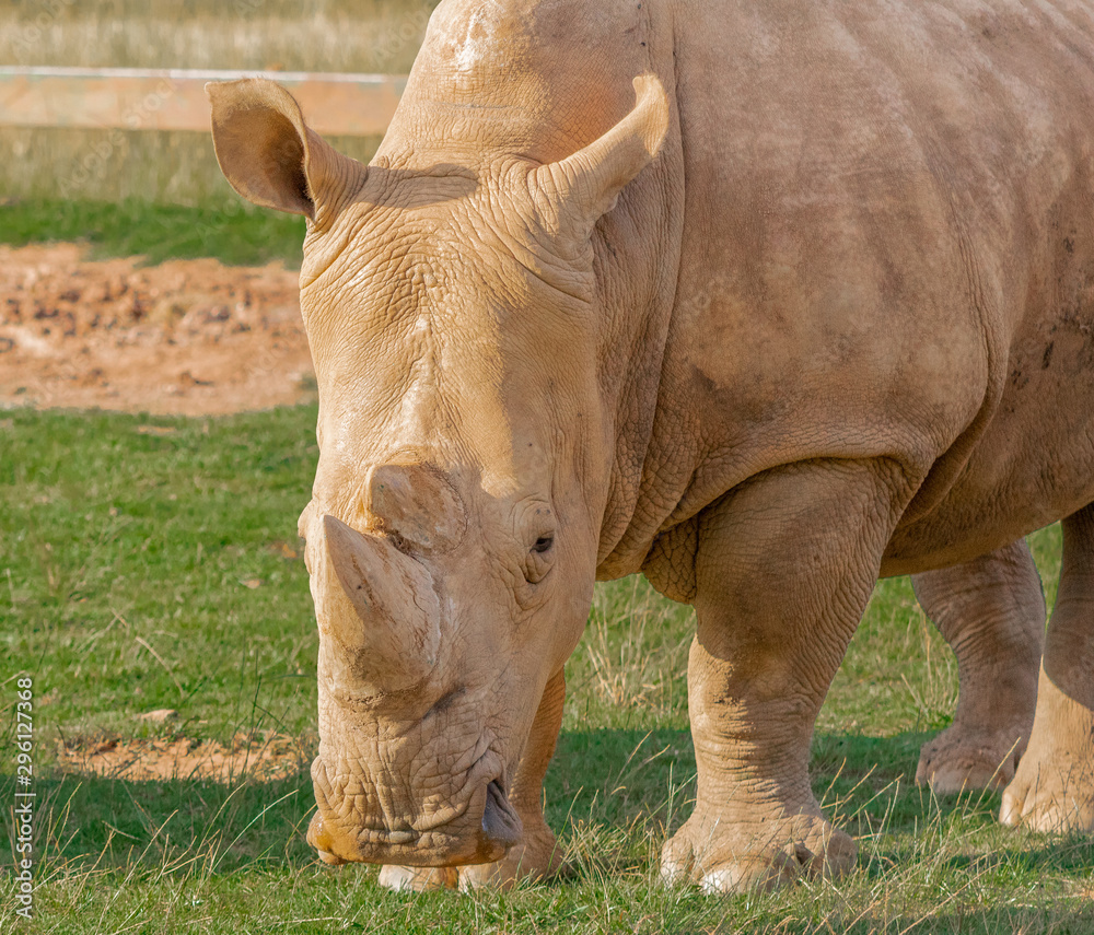 Obraz premium a white rhino grazing in a green meadow