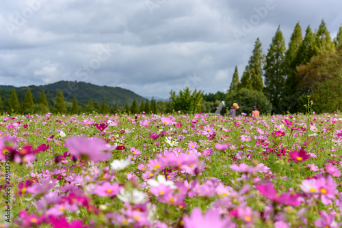 写真素材：世羅高原、広島県、コスモス、秋、植物、自然