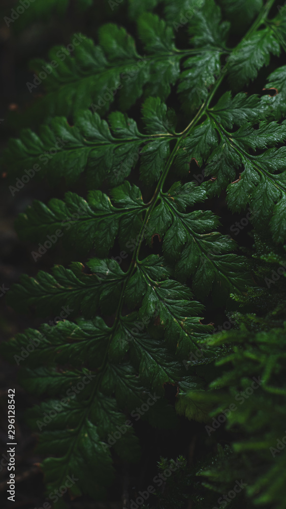 Fototapeta premium fern