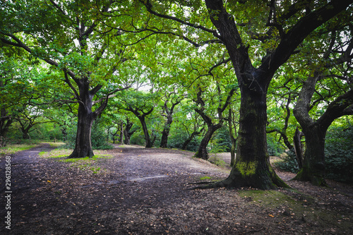 Obraz na płótnie Epping forest in London w salonie
