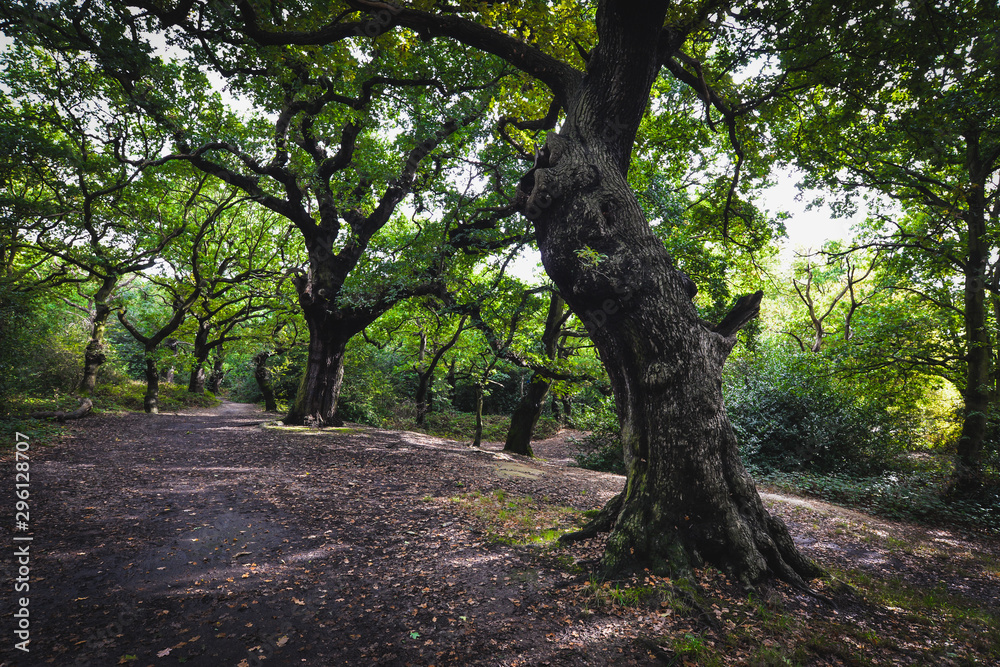 Epping forest in London