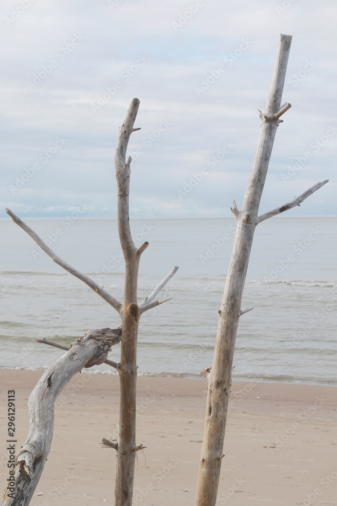 driftwood on the beach in neutral colors