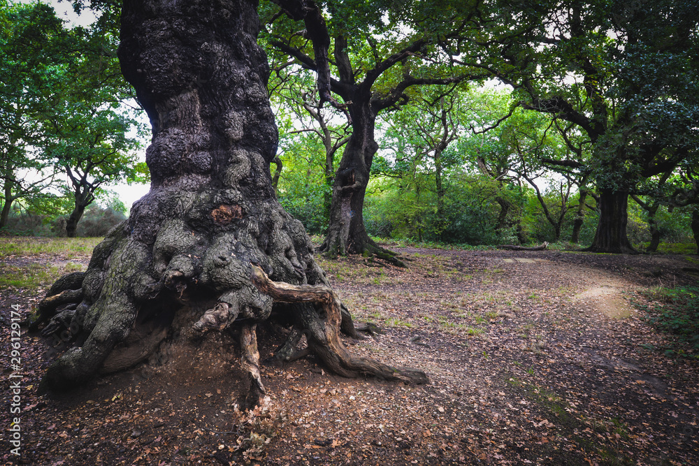 Epping forest in London