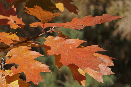 Autumn background with red oak tree foliage branch