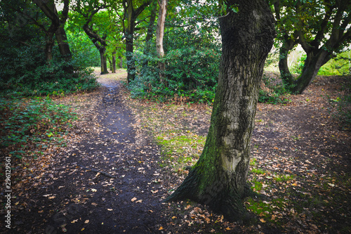 Canvas-taulu Epping forest in London