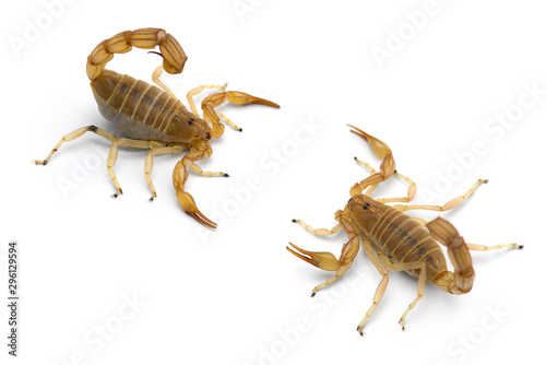 Two African venom Scorpions isolated on white background