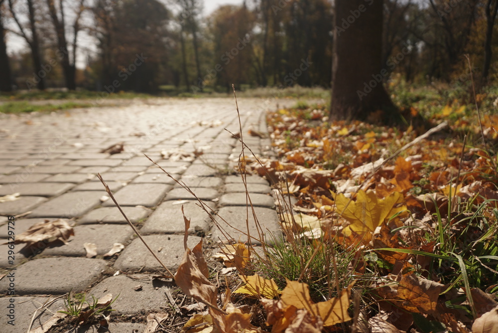Obraz premium autumn leaves on the pavers in the park