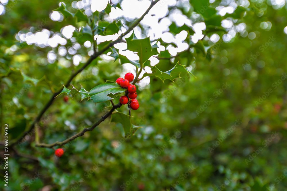 Wild holly growing in the forest