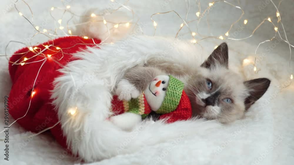 Kitten near light and christmas hat